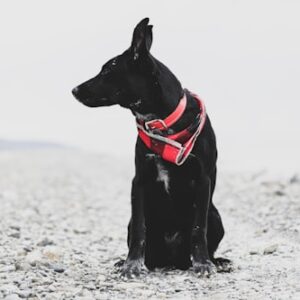 Dog Training Consultation