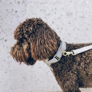 Dog Training Equipment
