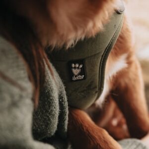 Seasonal Dog Walking Specials