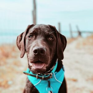 Dog Walking Package Deal