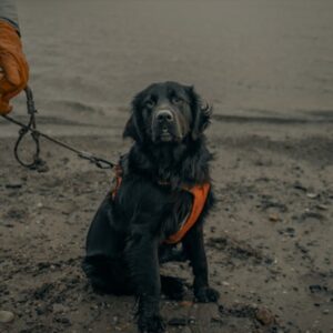 Puppy Training Classes