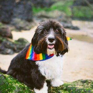 Dog Behavior Assessment