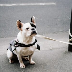 Private Dog Training Sessions