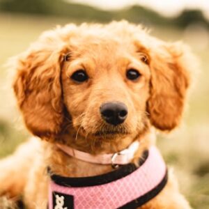 Advanced Obedience Training