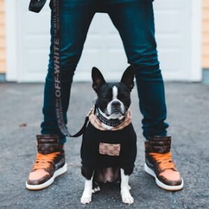 Dog Walking Insurance Coverage