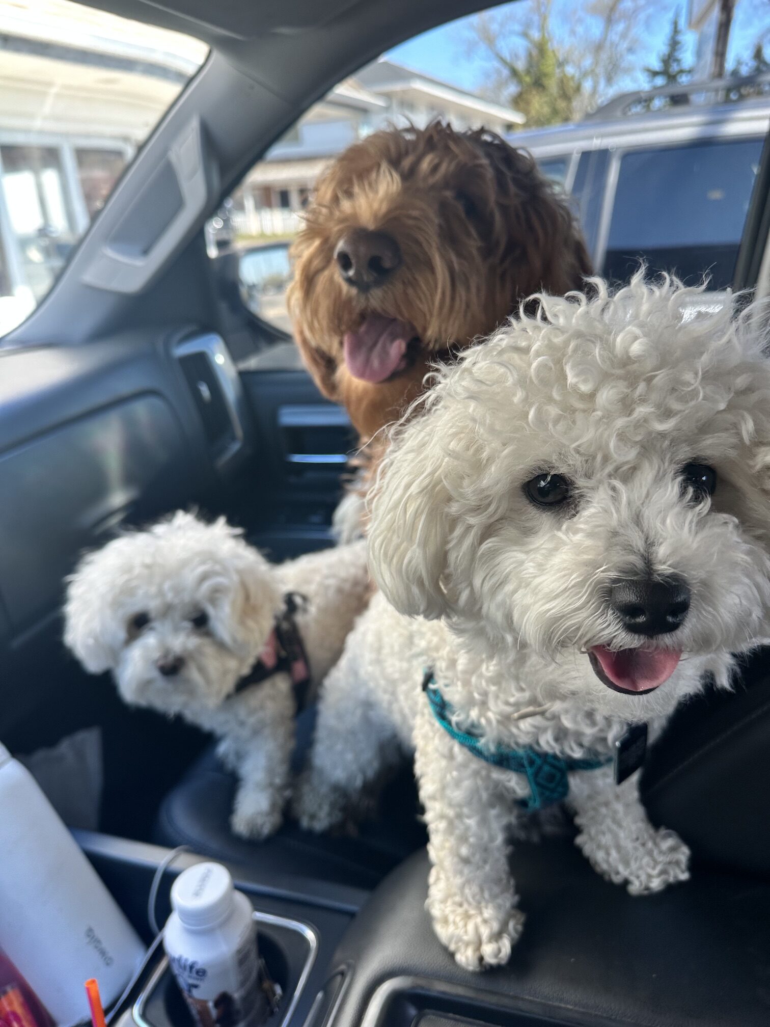 Oscar, Boughie & Baby