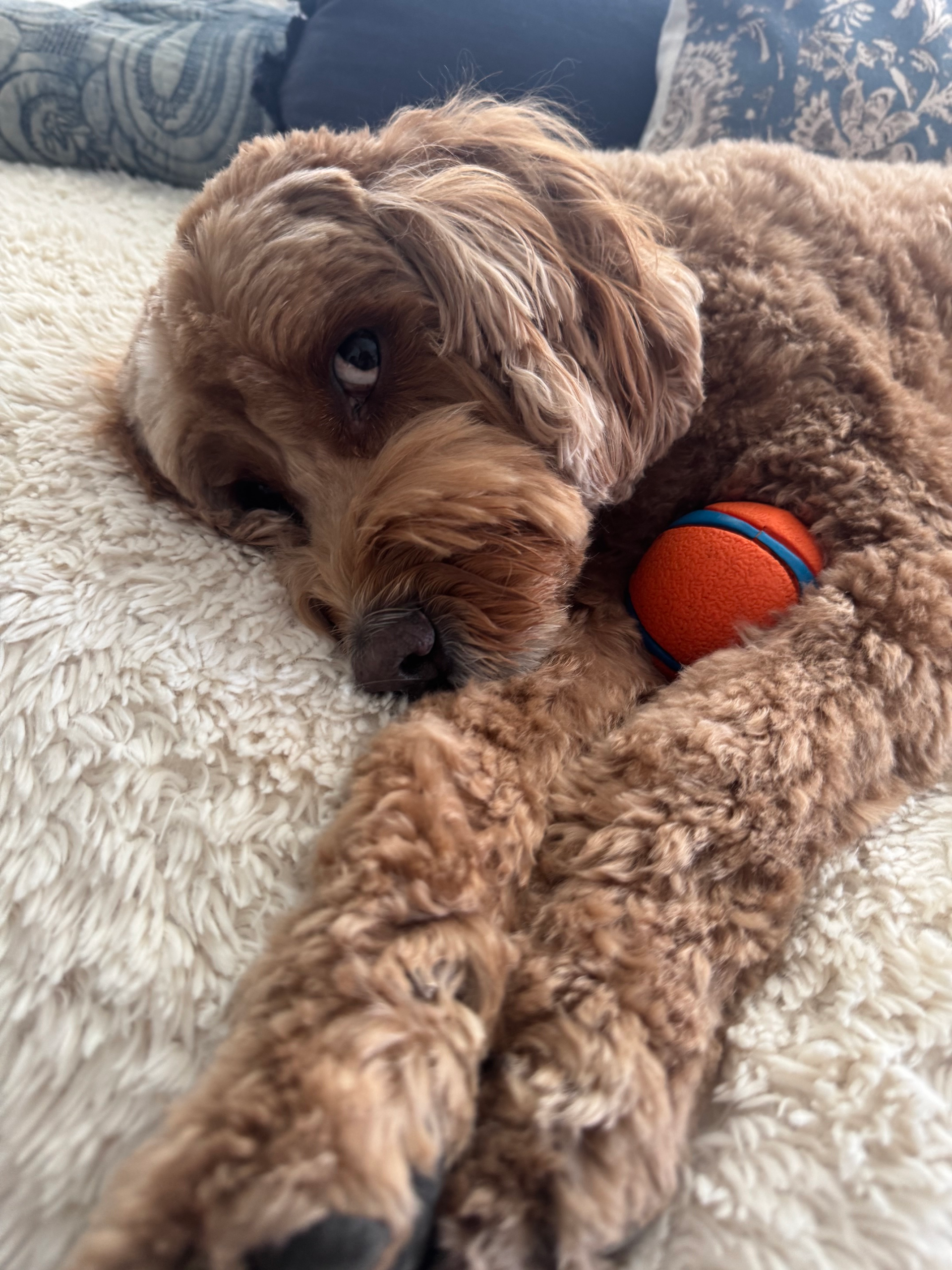 Charlie - Regular Walk Client